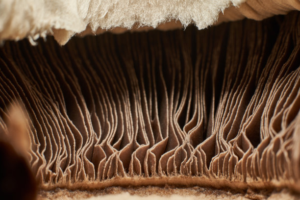 gills