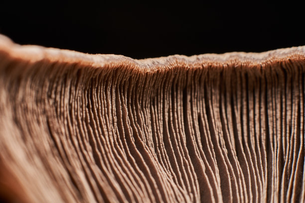 gills