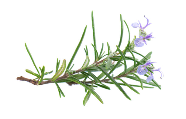rosemary