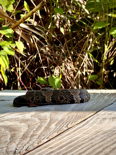 copperhead