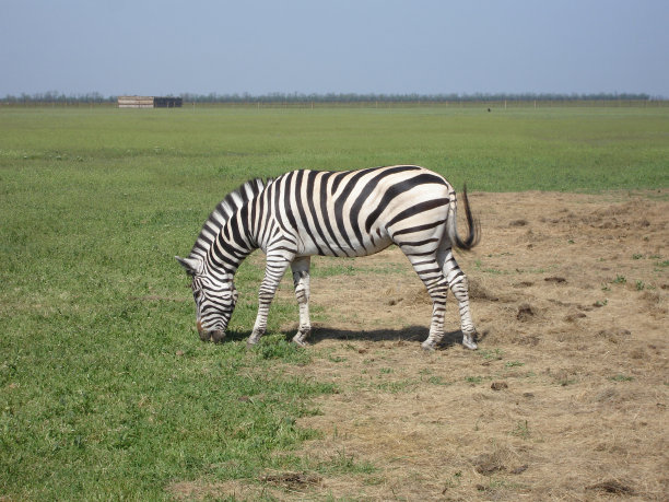 zebra