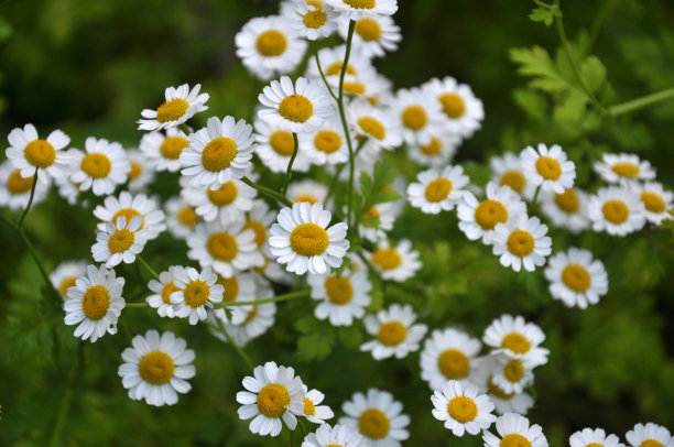 pyrethrum