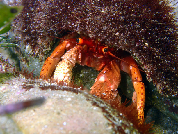 crustacean
