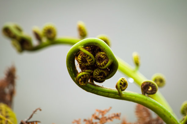 fiddlehead