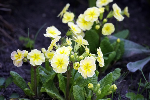 primula