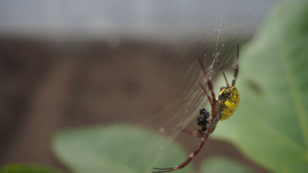 argiope