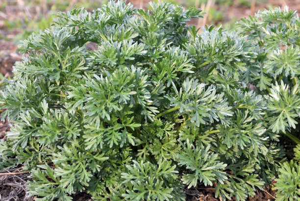 wormwood