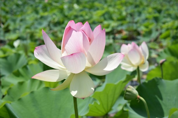 花簇,睡莲,亚洲睡莲