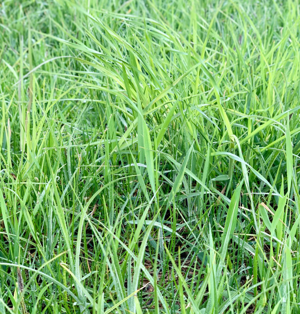 季节,春天,绿色