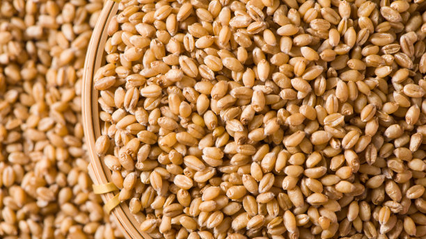 bulgur