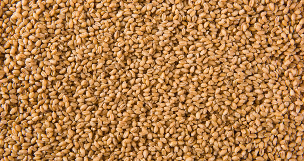 bulgur