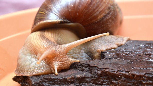gastropod
