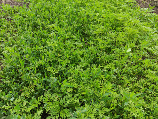 wormwood