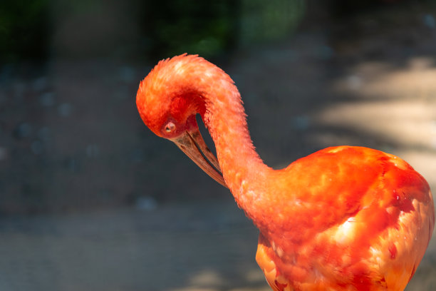 ibis