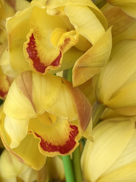 cymbidium