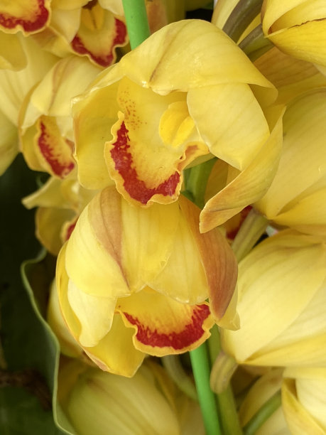 cymbidium