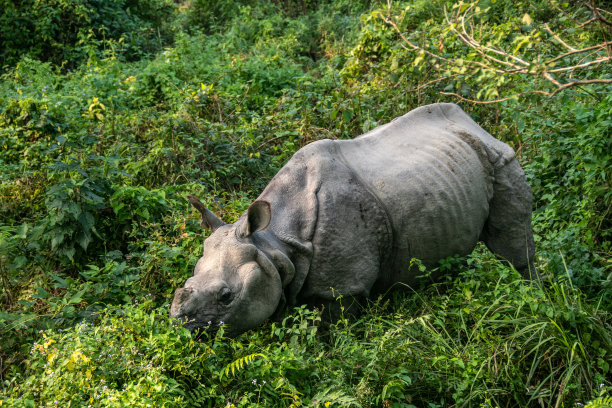chitwan