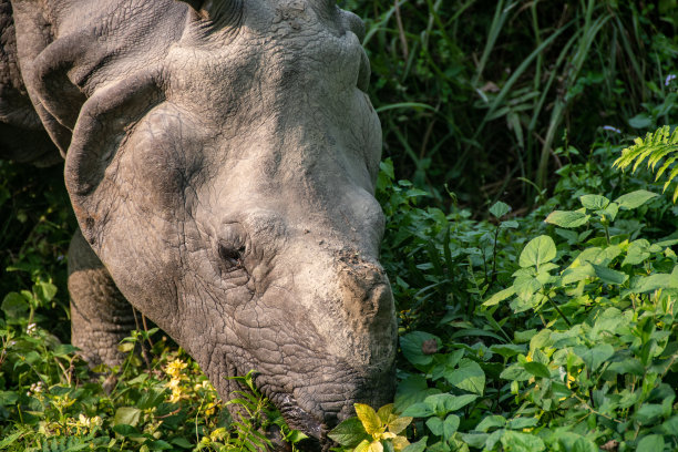 chitwan