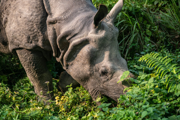 chitwan