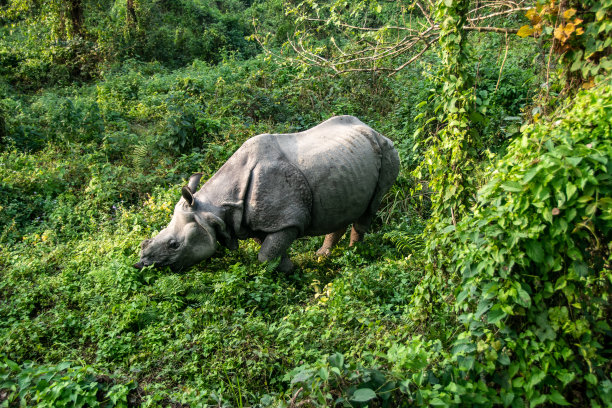 chitwan