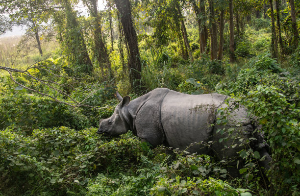 chitwan