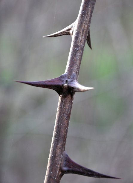 prickly