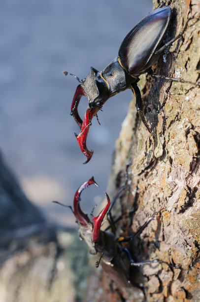 lucanus