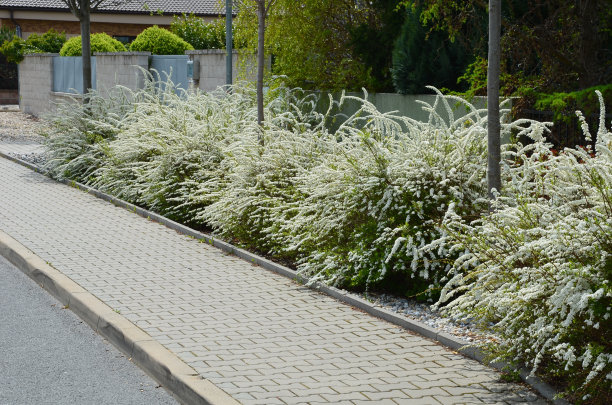 filipendula