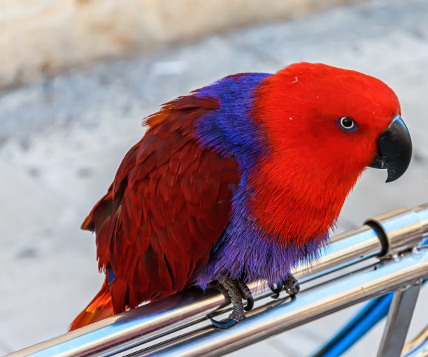 eclectus