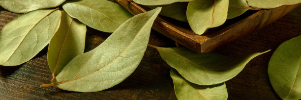 laurel