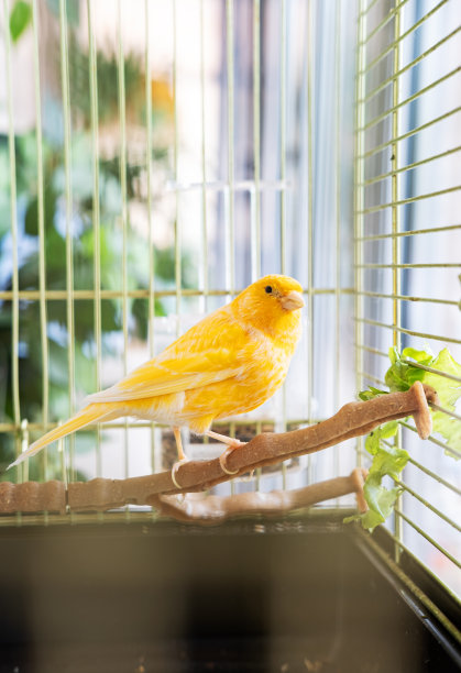 canary