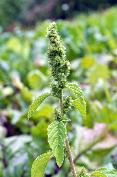 gomphrena