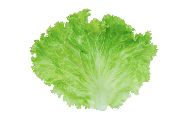 lactuca