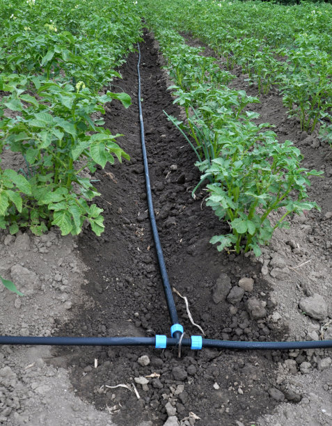 irrigation