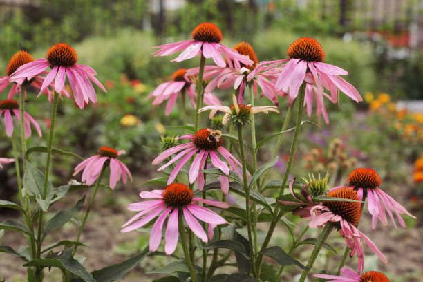橙红色花朵条纹背景图案