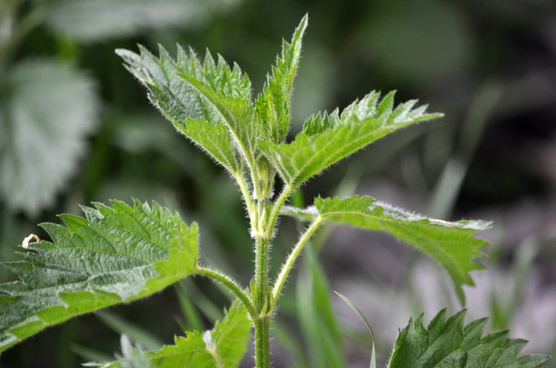 nettles