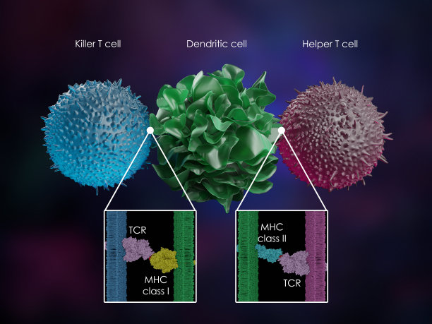 cd4