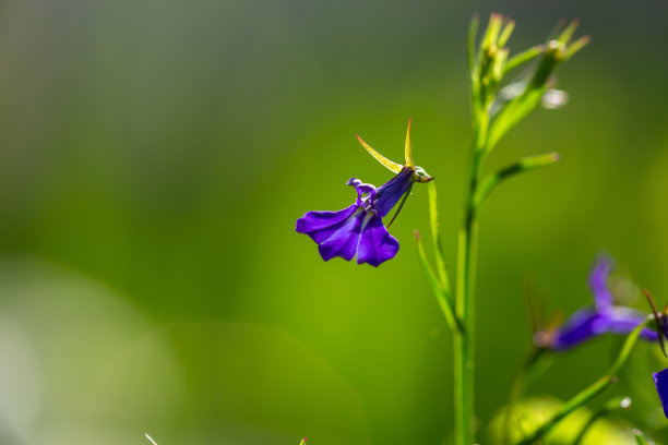 lobelia