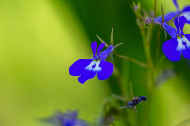 lobelia