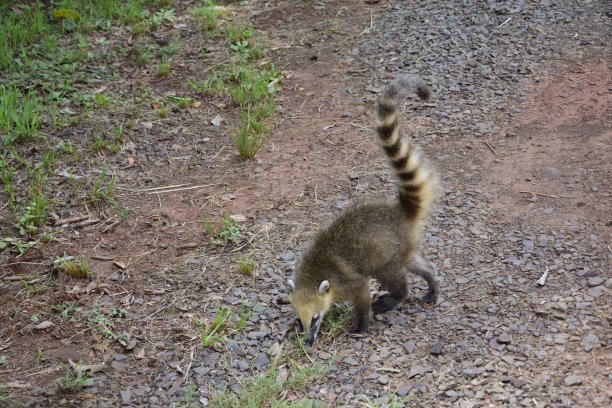 coatimundi