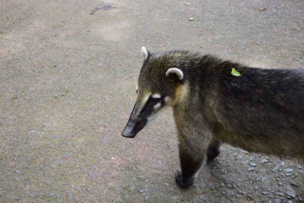coatimundi