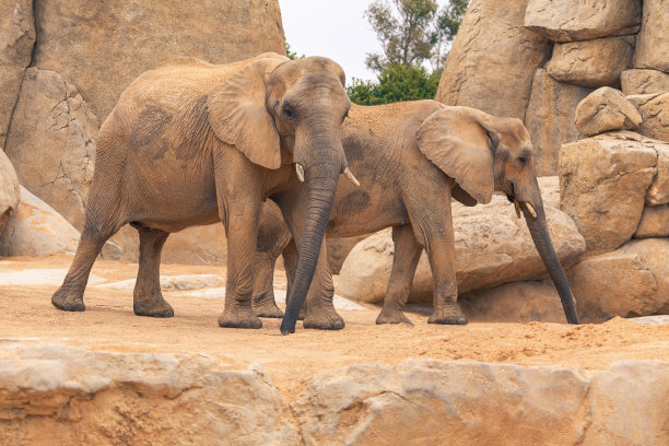 zoo