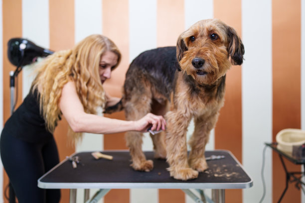 airedale
