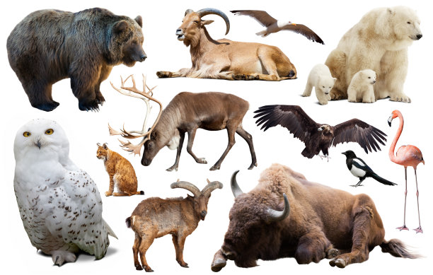 zoology