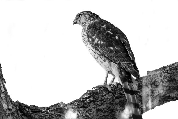 hawk