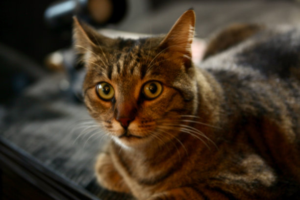 小猫,斑纹猫,猫