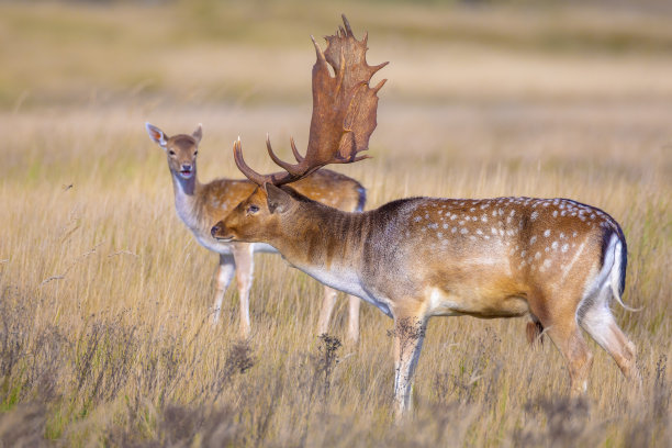 doe
