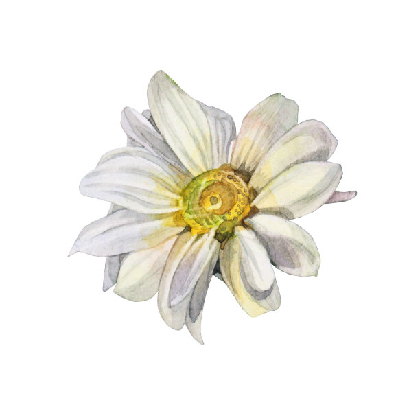 中草药菊花插画