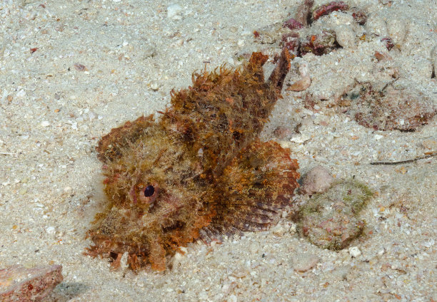 pterois