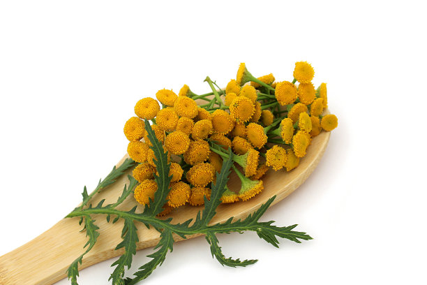tanacetum